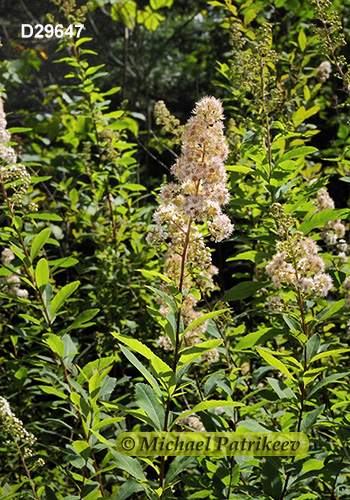 Narrowleaf Meadowsweet (Spiraea alba)